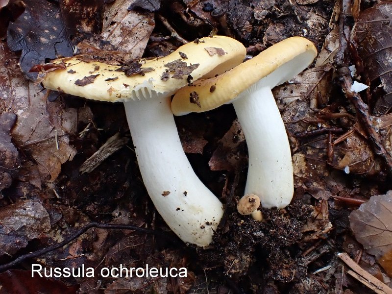 Russula ochroleuca-amf1715.jpg - Russula ochroleuca ; Syn:  ; Nom français: Russule ocre et blanche